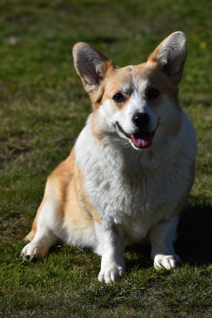 Ruby Du Roc Del Fouich