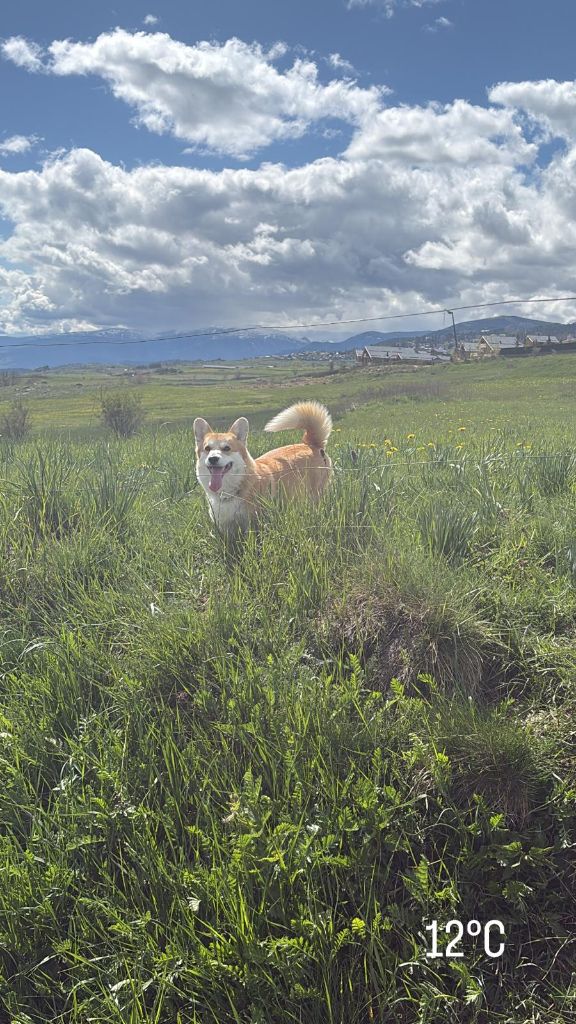 Born In Bentivoglio Banshee