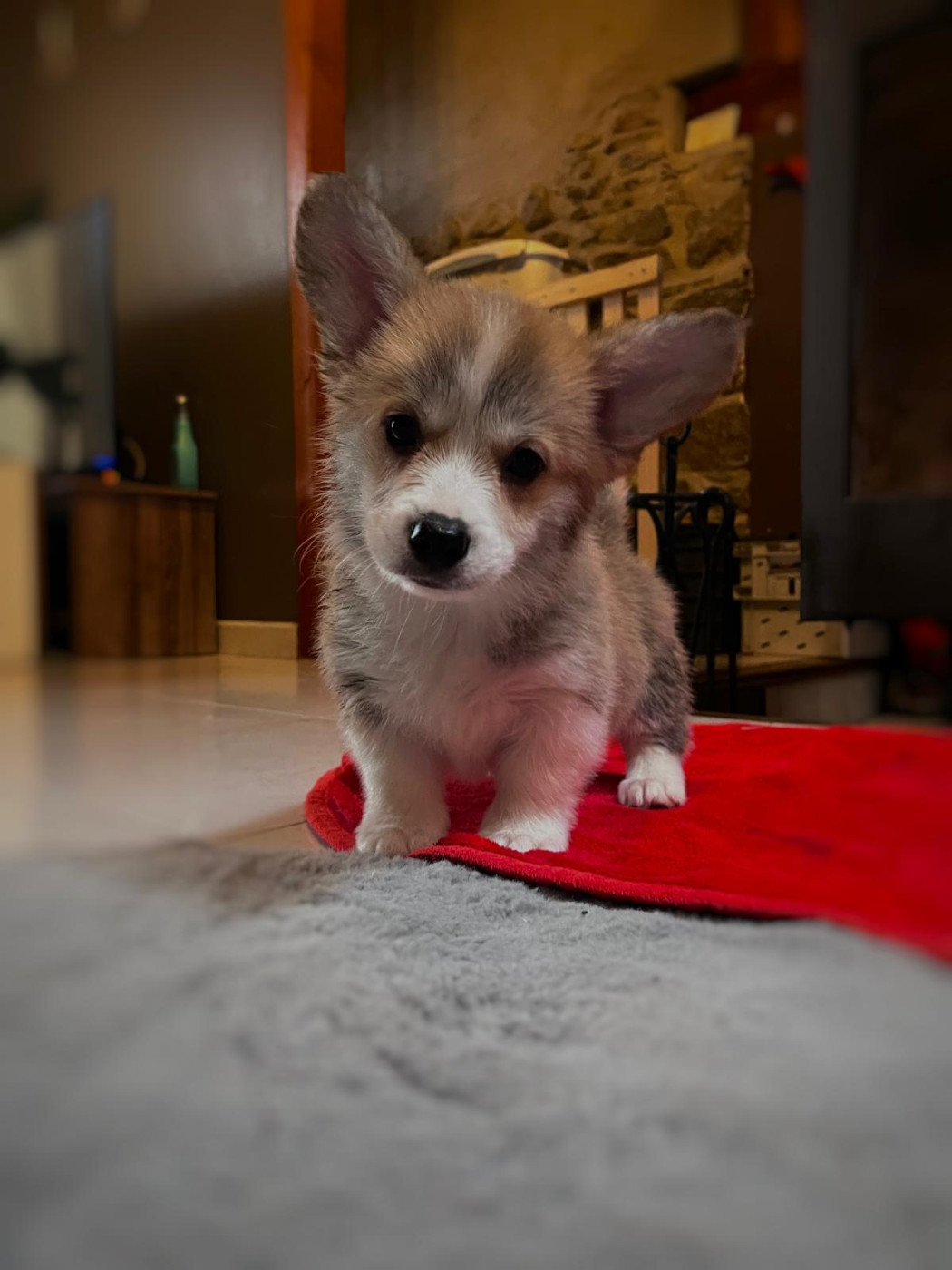 du Chemin des Contrebandiers - Chiots disponibles - Welsh Corgi Pembroke