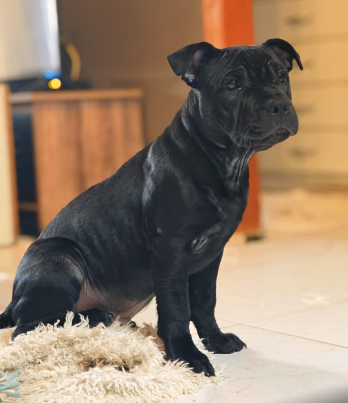 du Chemin des Contrebandiers - Chiots disponibles - Staffordshire Bull Terrier