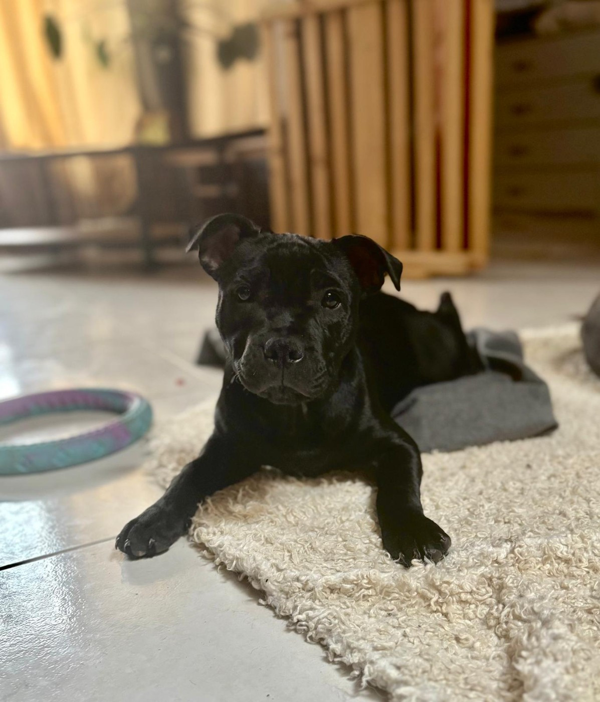 du Chemin des Contrebandiers - Chiots disponibles - Staffordshire Bull Terrier