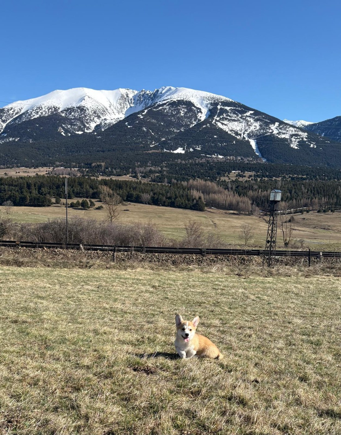 du Chemin des Contrebandiers - Chiots disponibles - Welsh Corgi Pembroke