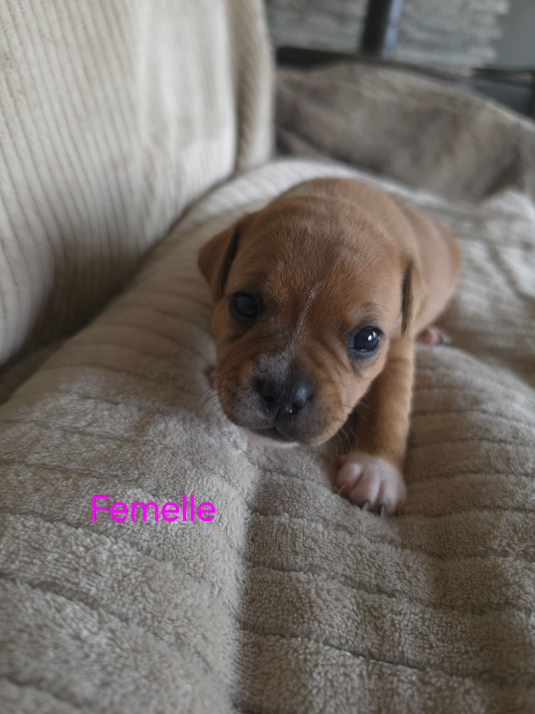du Chemin des Contrebandiers - Chiots disponibles - Staffordshire Bull Terrier
