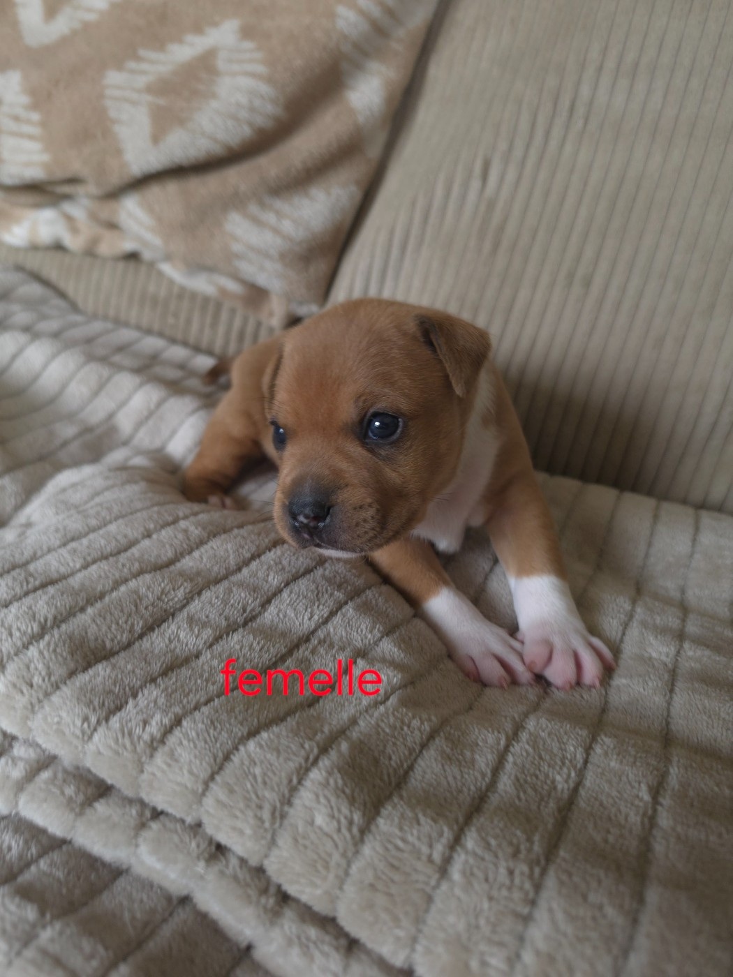du Chemin des Contrebandiers - Chiots disponibles - Staffordshire Bull Terrier