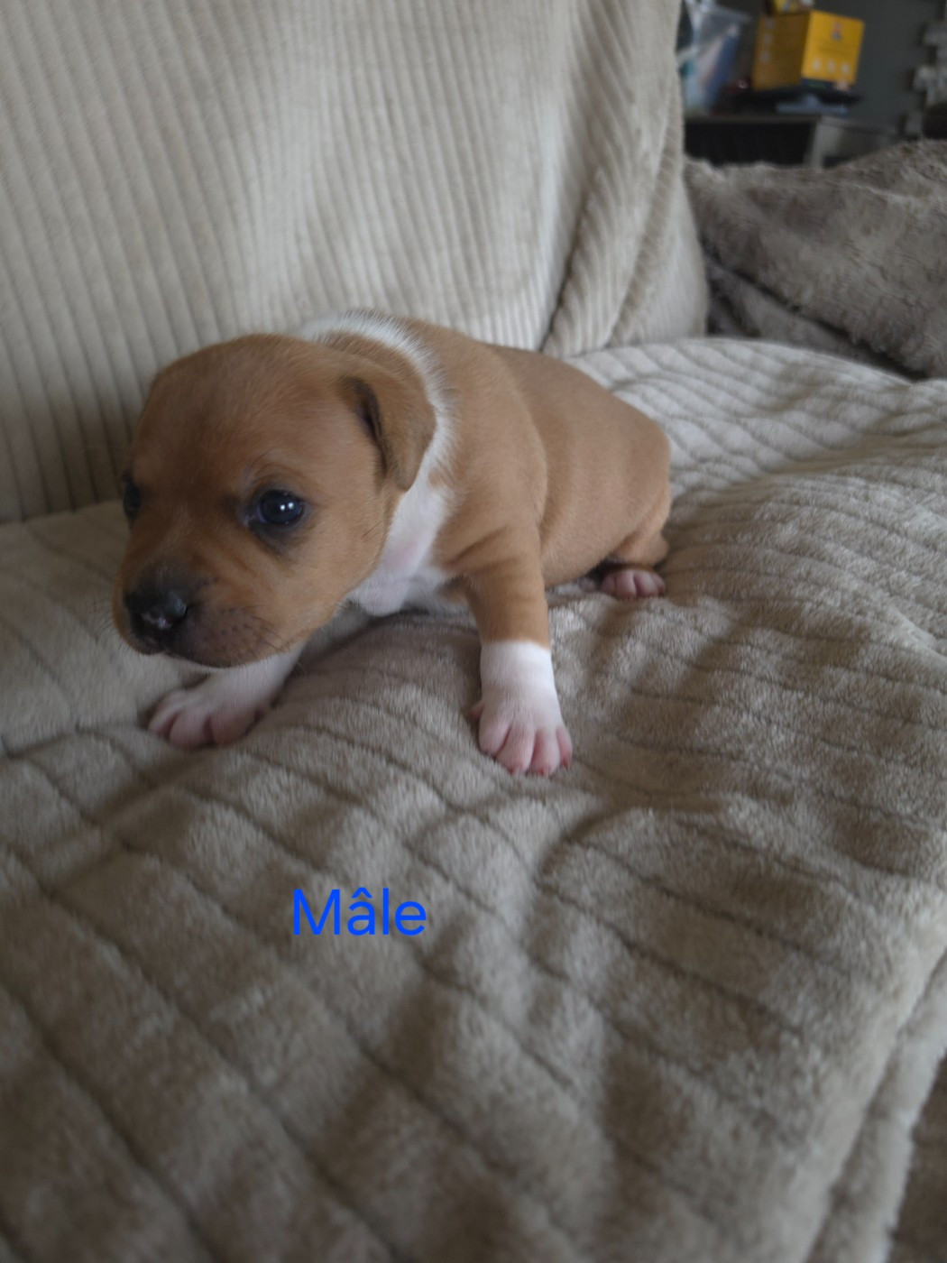du Chemin des Contrebandiers - Chiots disponibles - Staffordshire Bull Terrier