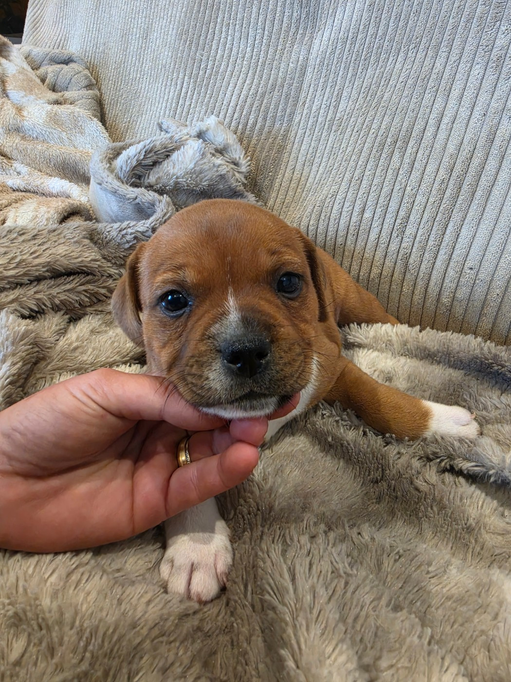 du Chemin des Contrebandiers - Chiots disponibles - Staffordshire Bull Terrier