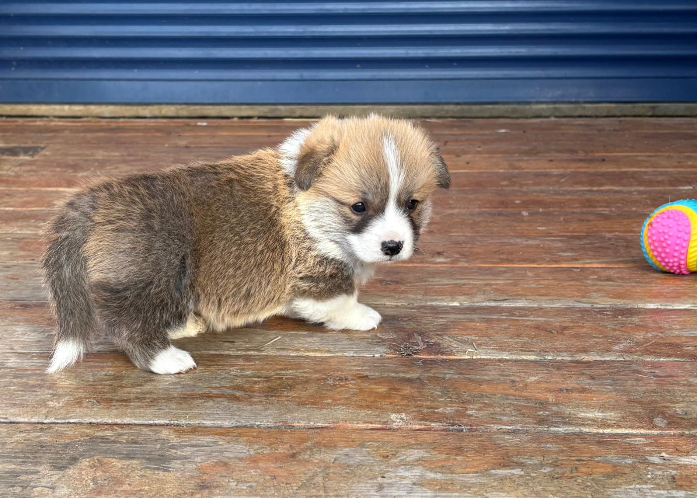 du Chemin des Contrebandiers - Chiots disponibles - Welsh Corgi Pembroke
