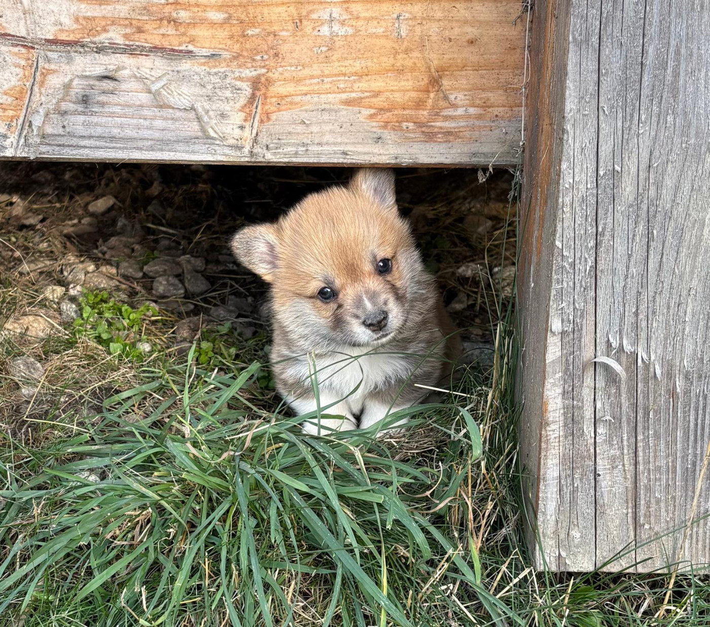 du Chemin des Contrebandiers - Chiots disponibles - Welsh Corgi Pembroke