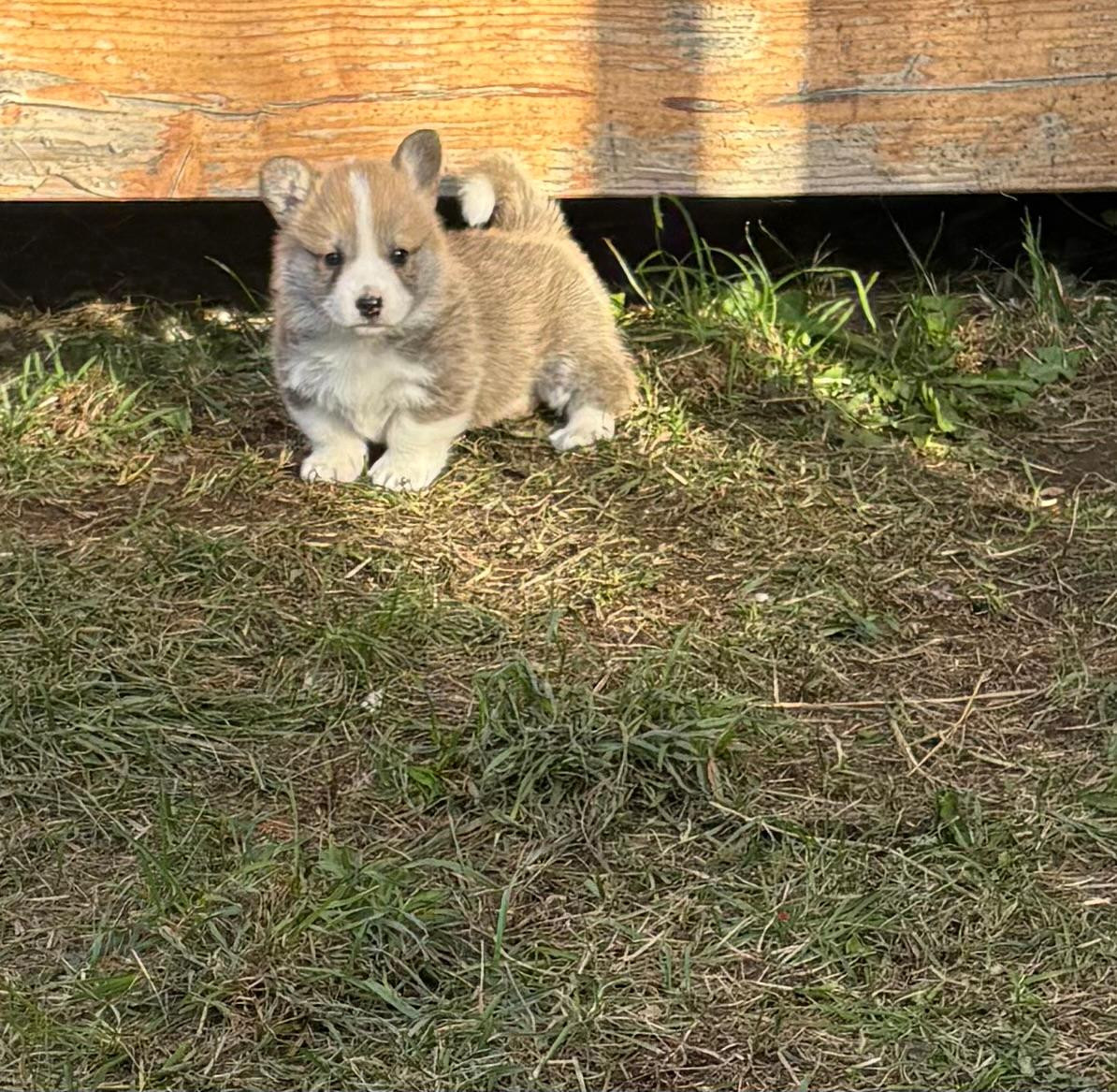 du Chemin des Contrebandiers - Chiots disponibles - Welsh Corgi Pembroke
