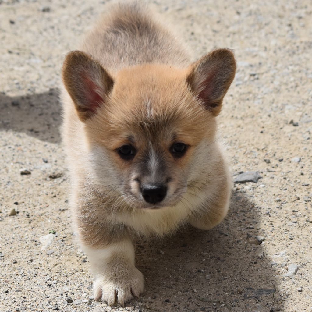 du Chemin des Contrebandiers - Chiots disponibles - Welsh Corgi Pembroke