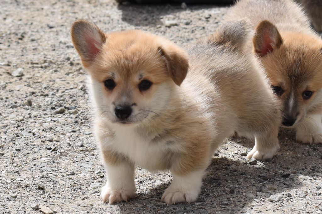 du Chemin des Contrebandiers - Chiots disponibles - Welsh Corgi Pembroke