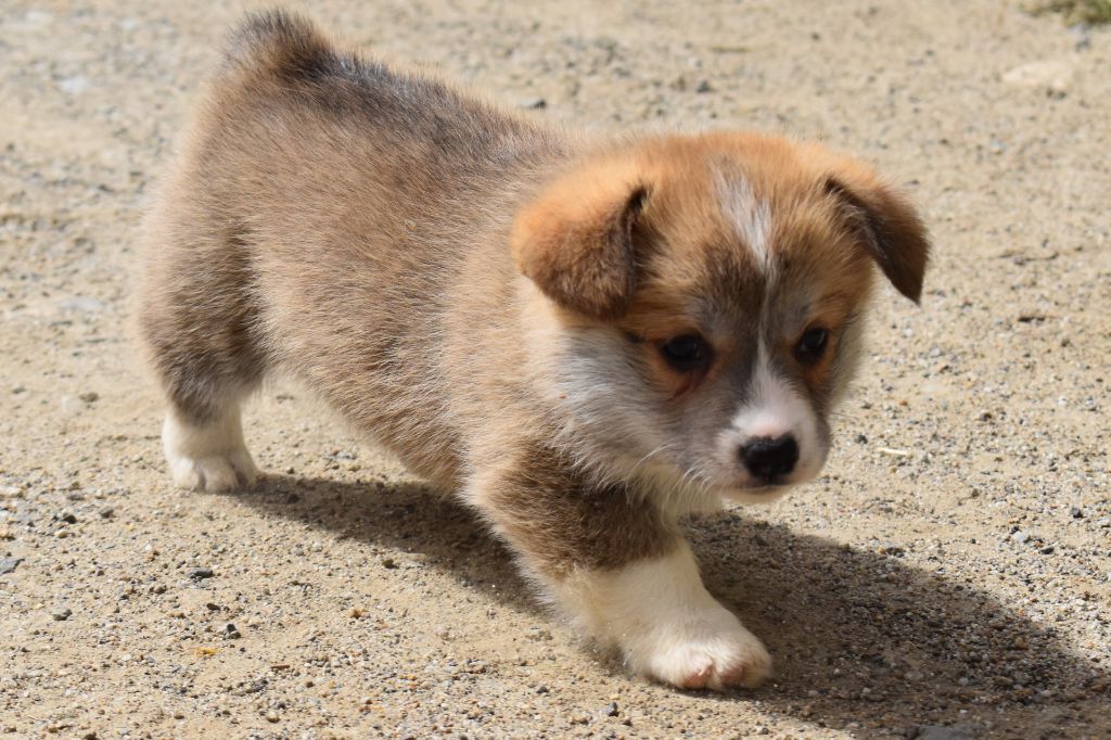 du Chemin des Contrebandiers - Chiots disponibles - Welsh Corgi Pembroke