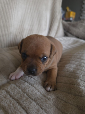 CHIOT 3