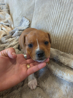 CHIOT 1
