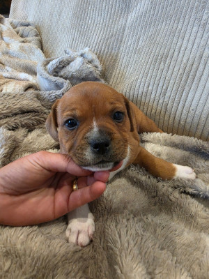 CHIOT 2