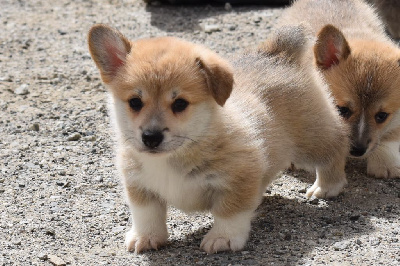 CHIOT