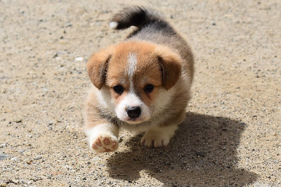 CHIOT