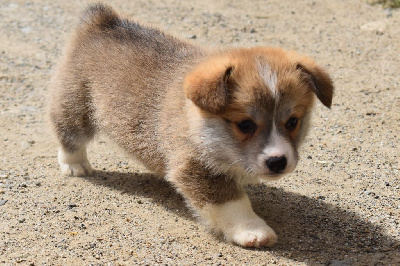 CHIOT